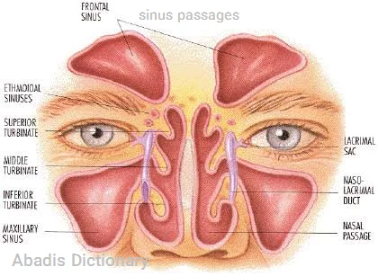 sinus passages